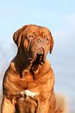 DOGUE DE BORDEAUX 209